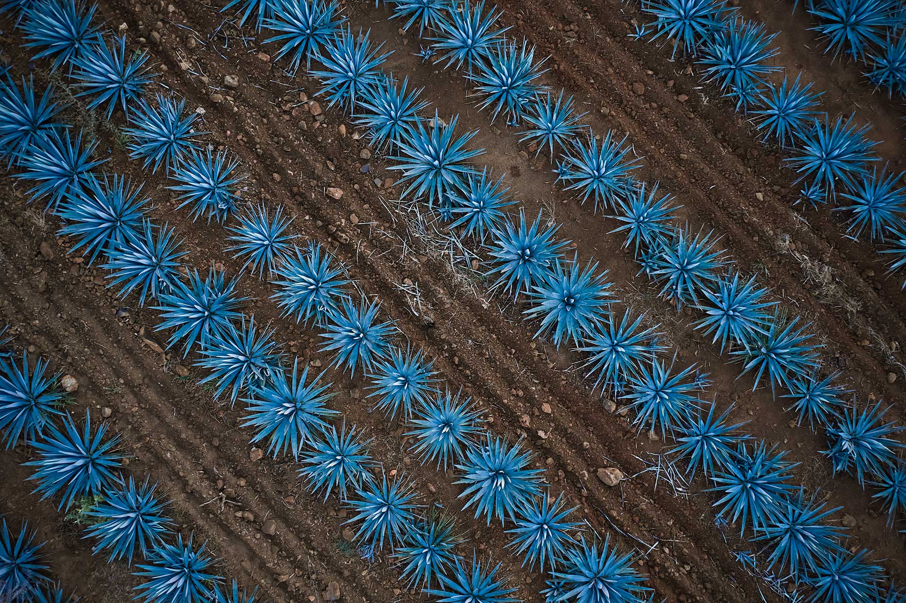 DJI_0548-web